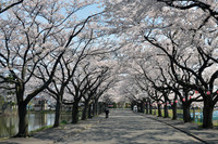 中央公園桜3