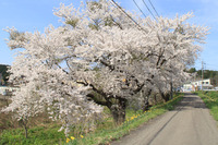 米内沢堤防の桜2