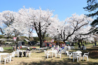 写真：第68回鷹巣中央公園桜まつり 「桜を観る会」1