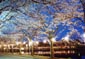 鷹巣中央公園夜桜
