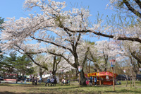 第63回鷹巣中央公園「桜を観る会」