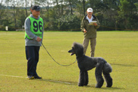2016年警察犬奥羽日本訓練チャンピオン決定競技会（10月２日、大館能代空港ふれあい緑地）