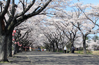 中央公園桜1