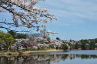 中央公園桜2