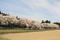 綴子小の桜2