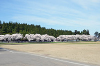 綴子小の桜3