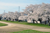 合川中学校の桜1