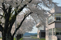 合川中学校の桜2