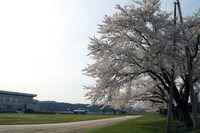 合川中学校の桜3