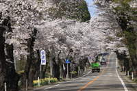 松栄の桜2