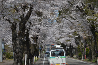 松栄の桜3