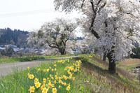 米内沢堤防の桜1