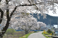 米内沢堤防の桜3