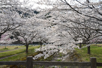 阿仁河川公園2