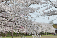 阿仁河川公園3