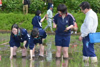 市内３カ所で行われた田んぼアート（5月26日、米内沢根小屋地内）2