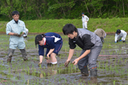 好天の下、全員で協力して行われた田植え作業2
