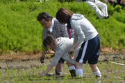 好天の下、全員で協力して行われた田植え作業3