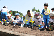 写真：人権の花運動1