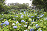 雨に濡れて一層映える公園内のあじさい3