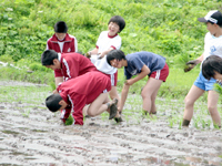 田植え体験する大阿仁小学校の児童2