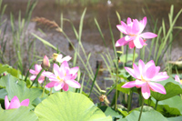 大輪の花が鮮やかな綴子・釜堤公園のハス（２７日）2