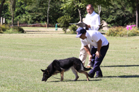 2012年警察犬奥羽日本訓練チャンピオン決定競技会（県立北欧の杜公園）2