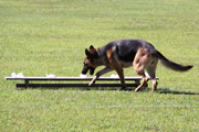 2012年警察犬奥羽日本訓練チャンピオン決定競技会（県立北欧の杜公園）5