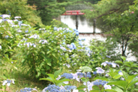 水辺に映える中央公園のアジサイ2