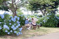 あじさいまつり会場の「翠雲公園」には約２５００株のあじさいが咲いています2