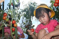 「子どもふれあい農園」で野菜の収穫で直接野菜を収穫する子どもたち（１７日）2