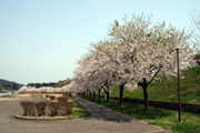 阿仁川河川公園1