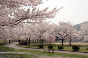 阿仁川河川公園2