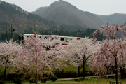 桜の側を走る秋田内陸縦貫鉄道1