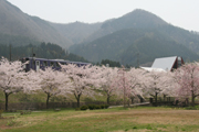 桜の側を走る秋田内陸縦貫鉄道2
