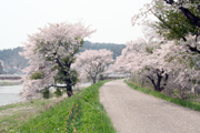 阿仁川堤防（米内沢）2