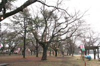 中央公園の桜