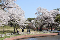 写真：第68回鷹巣中央公園桜まつり 「桜を観る会」2