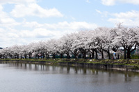 写真：第68回鷹巣中央公園桜まつり 「桜を観る会」3