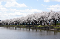 写真：第68回鷹巣中央公園桜まつり 「桜を観る会」3