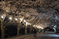 写真：第68回鷹巣中央公園桜まつり 「桜を観る会」4