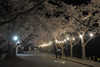 写真：第68回鷹巣中央公園桜まつり 「桜を観る会」5