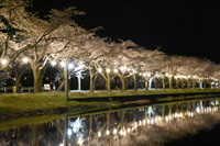 写真：第68回鷹巣中央公園桜まつり 「桜を観る会」6