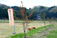 写真：森吉四季美湖 桜を見る会1