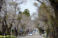 写真：松栄桜並木1