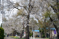 写真：松栄桜並木2