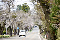 写真：松栄桜並木3