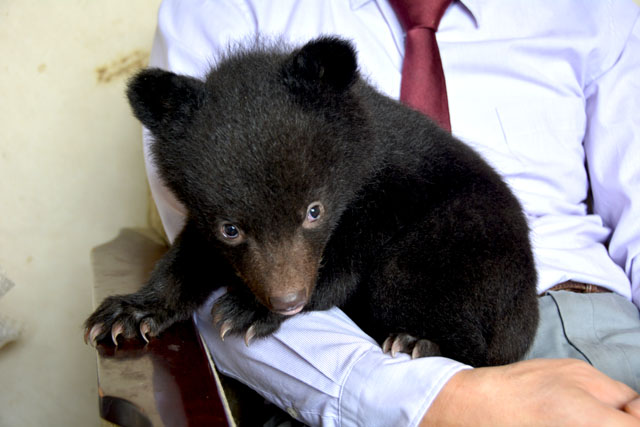 今年もかわいい２匹の子グマが仲間入り 北秋田市ホームページ 住民が主役のもりのまち