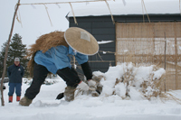 雪中田植