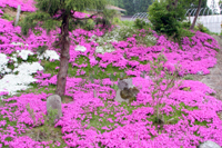 今年の芝桜1